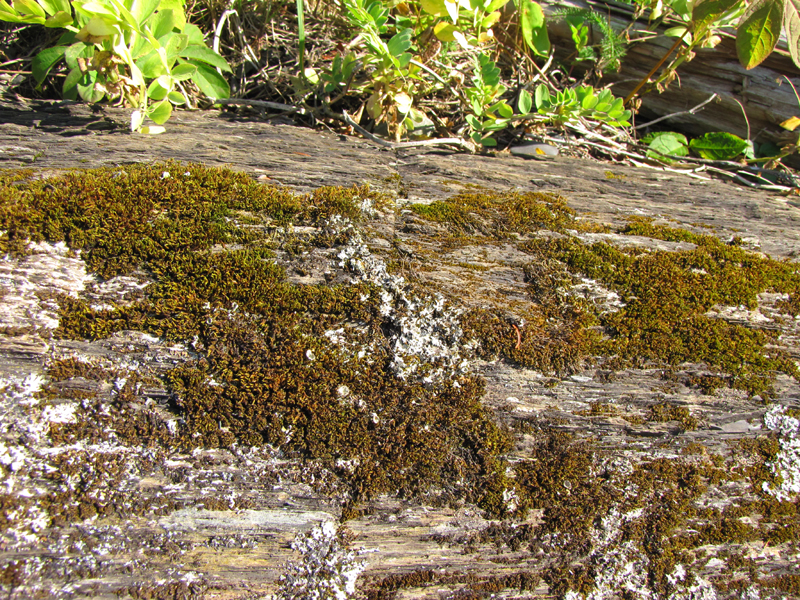 Schistidium papillosum